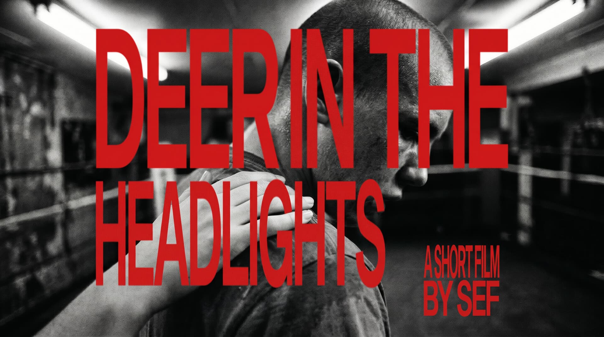 Deer in the Headlights